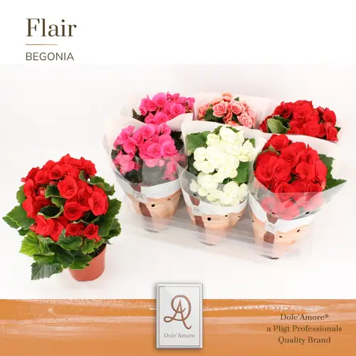 Begonie mix Muttertagangebot T14 H31