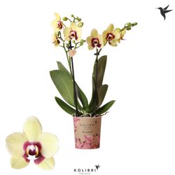 Phal.2-R gelb Uruguay Kolibri T09 H40