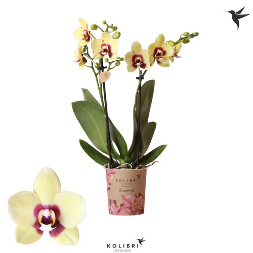 Phal.2-R gelb Uruguay Kolibri T09 H40