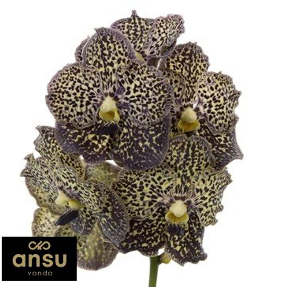 Vanda lila/creme Mocha X4 Stiele