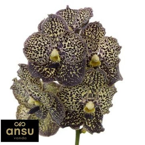 Vanda lila/creme Mocha X4 Stiele
