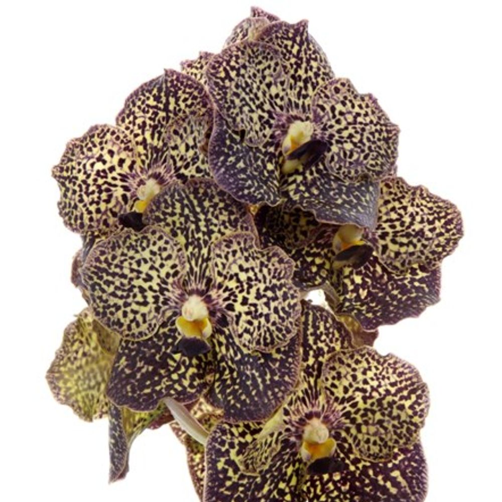 Vanda lila/creme Mocha X4 Stiele