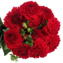 Dahlia rot Red Cap 50cm