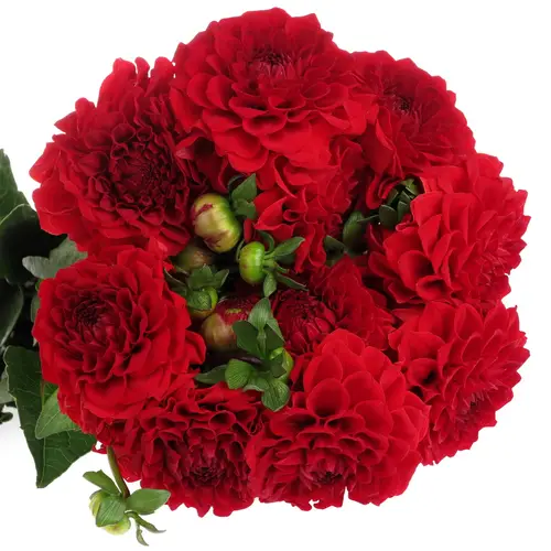 Dahlia rot Red Cap 50cm
