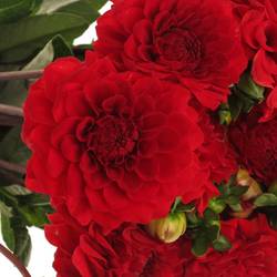 Dahlia rot Red Cap 50cm