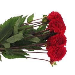 Dahlia rot Red Cap 50cm