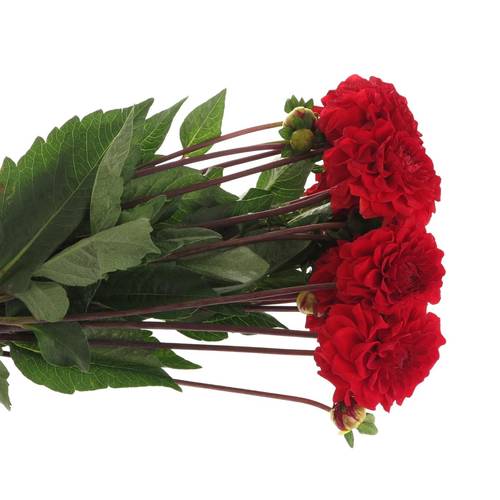 Dahlia rot Red Cap 50cm