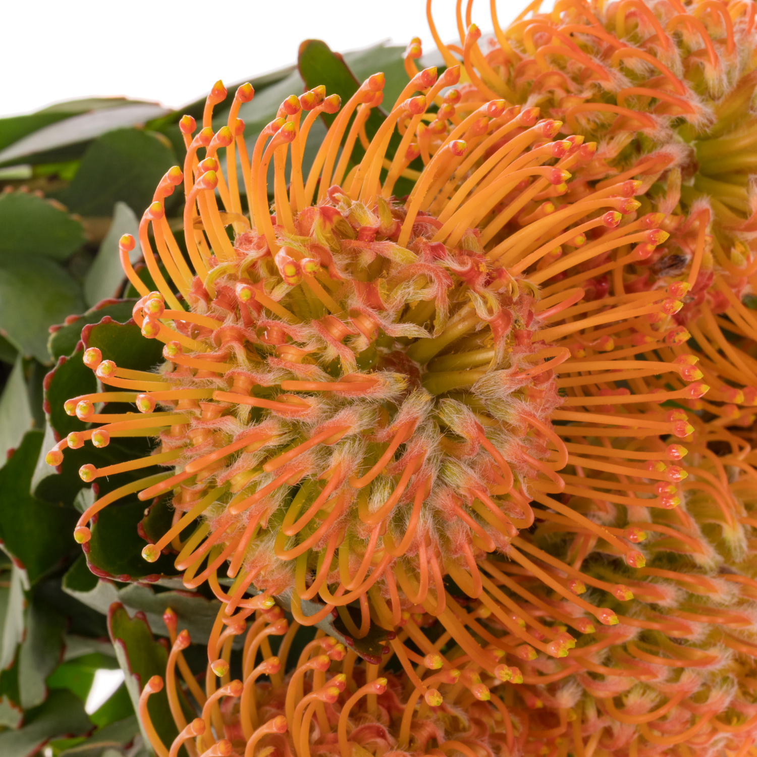 Nutans orange Soleil 35cm X10