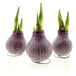 Amar.Bol Wachs Marble Burgundy rote H15