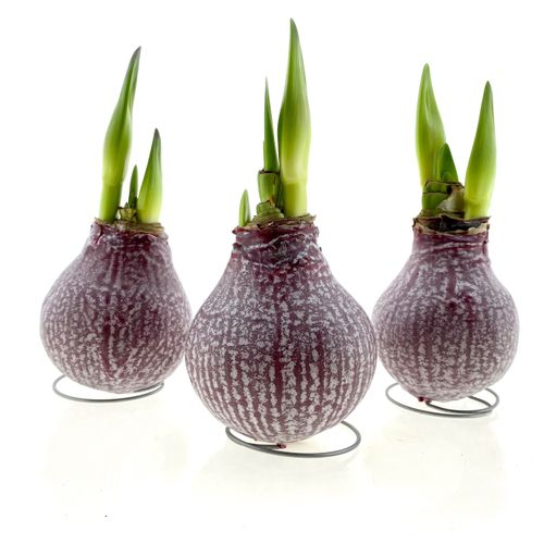 Amar.Bol Wachs Marble Burgundy rote H15