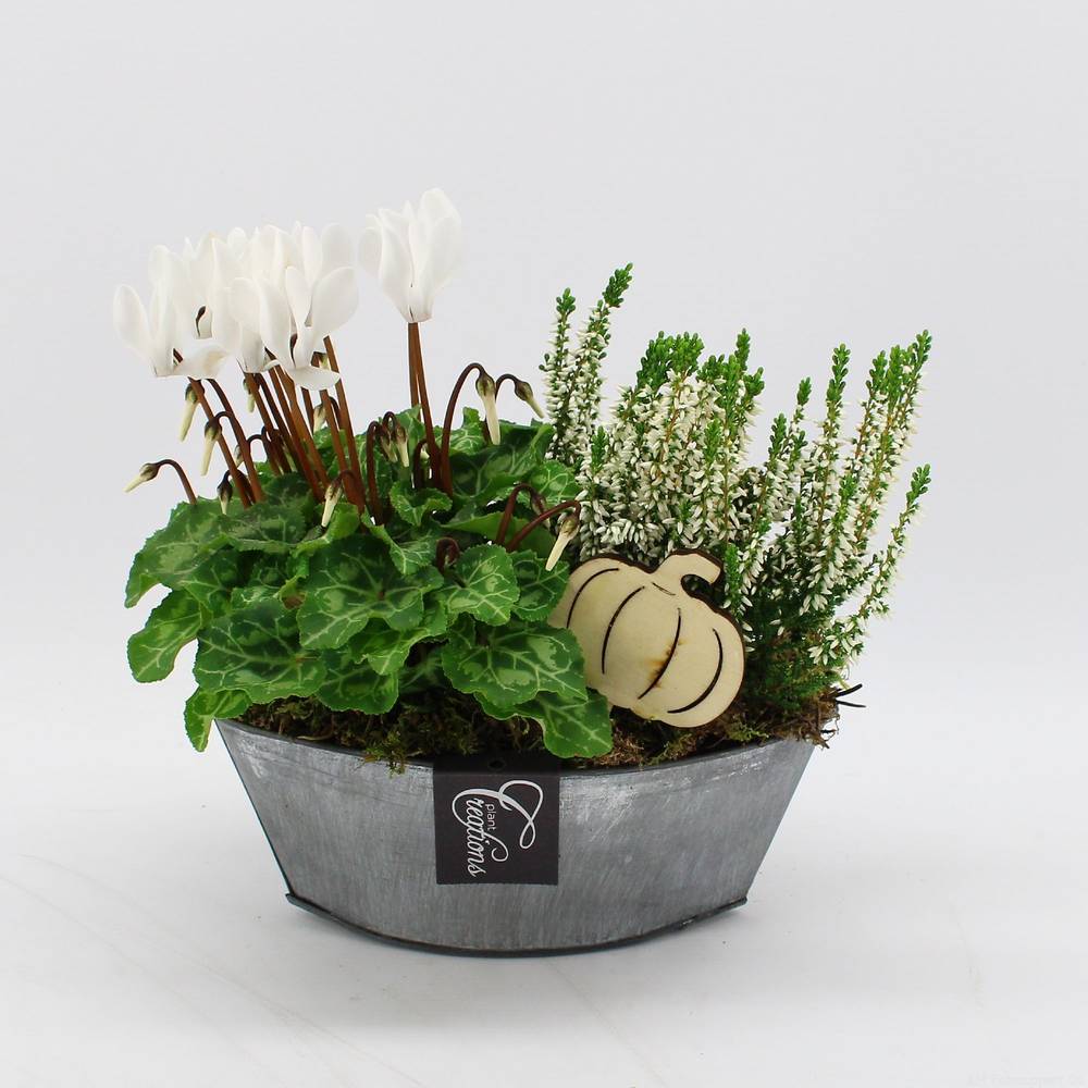Garten.Arr-2542 Herbst T22 H025