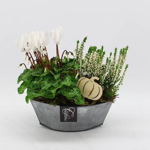 Garten.Arr-2542 Herbst T22 H025