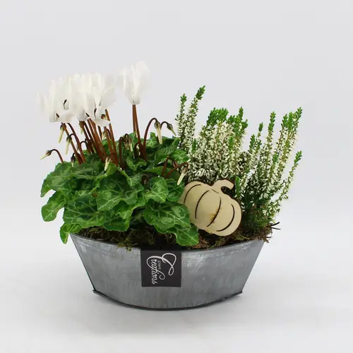 Garten.Arr-2542 Herbst T22 H025