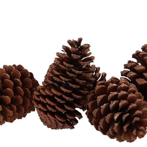 Trocken Maritima natur Medium 10–14cm x50
