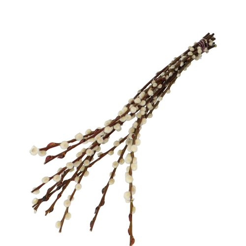 Trocken Zweig Weidenkätzchen weiss L70cm