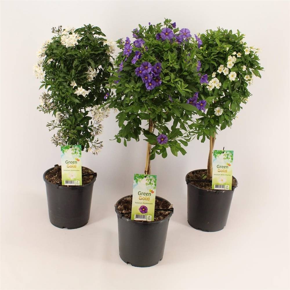 Solanum mix Tray T19 H075