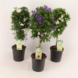 Solanum mix Tray T19 H075