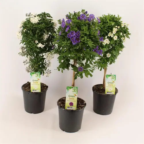 Solanum mix Tray T19 H075