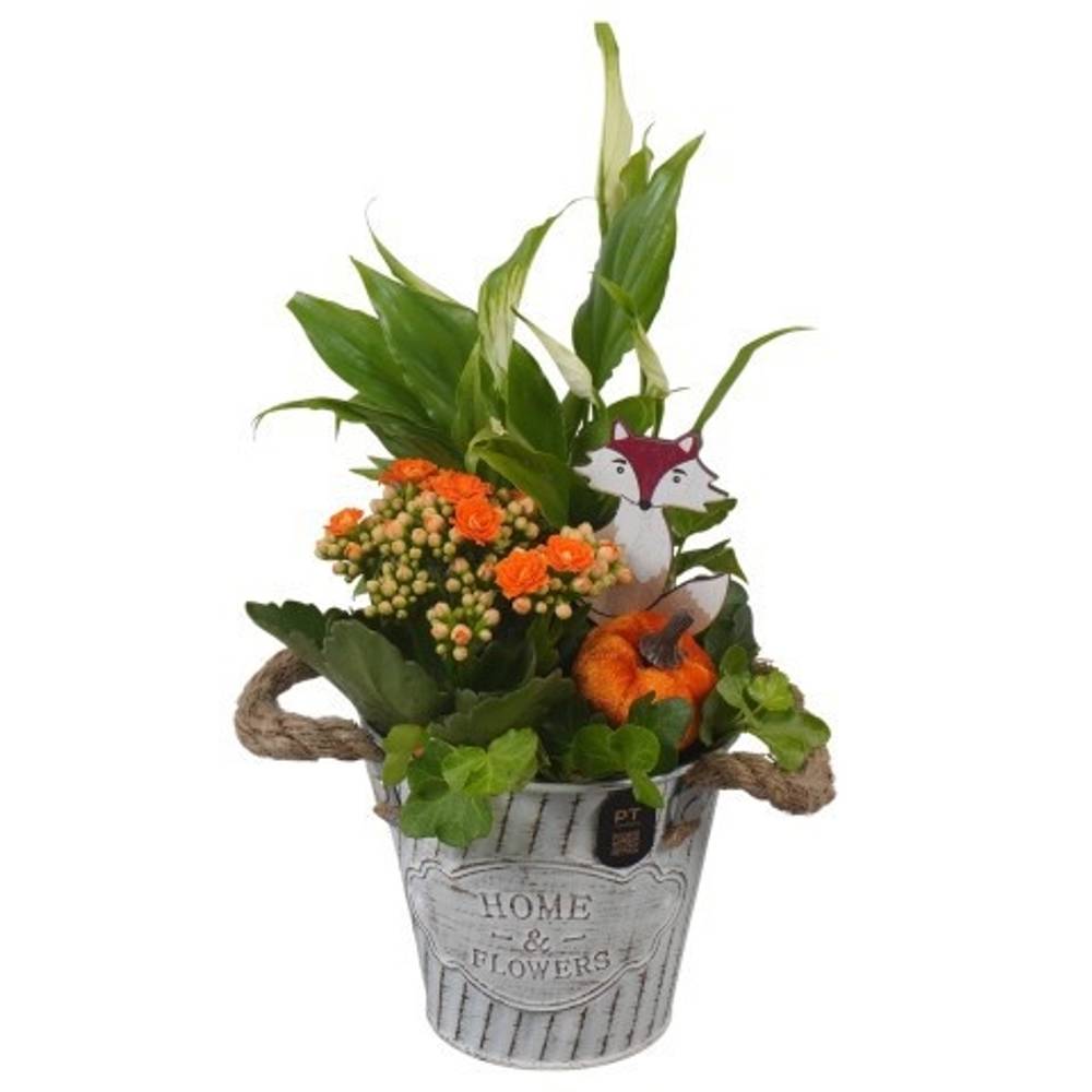 Spath.Arr PTHI3400 Herbst T12 H032