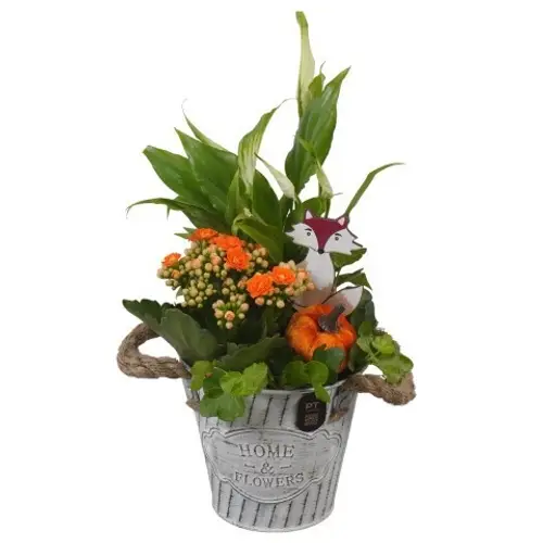 Spath.Arr PTHI3400 Herbst T12 H032