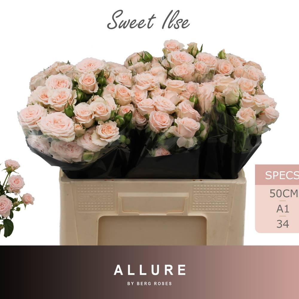 Rose verzweigt apricot Sweet Ilse 5+Blüte 50cm