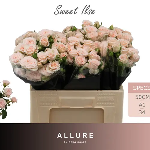 Rose verzweigt apricot Sweet Ilse 5+Blüte 50cm