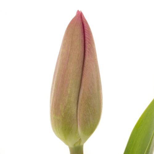 Tulpe pink Barcelona 36 Gramm