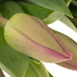 Tulpe pink Barcelona 36 Gramm