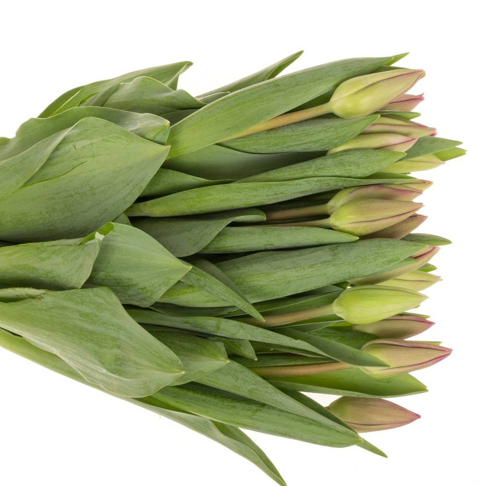 Tulpe pink Barcelona 36 Gramm