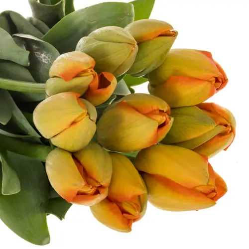 Franz.orange Balloon 60 Gramm 45cm