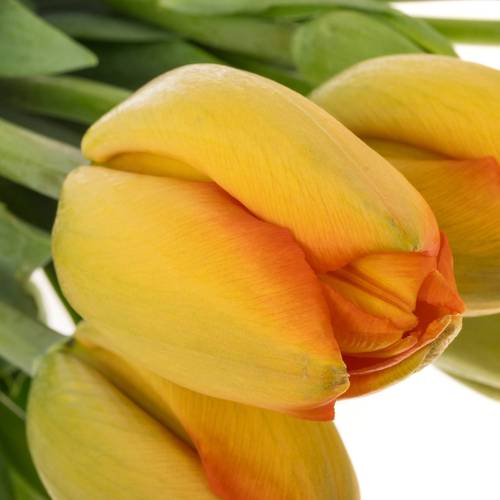 Franz.orange Balloon 60 Gramm 45cm