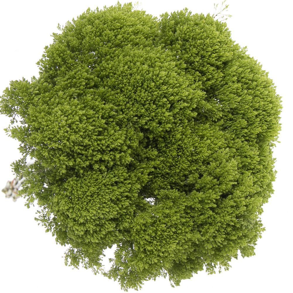 Tragelium grün Jade 60 cm
