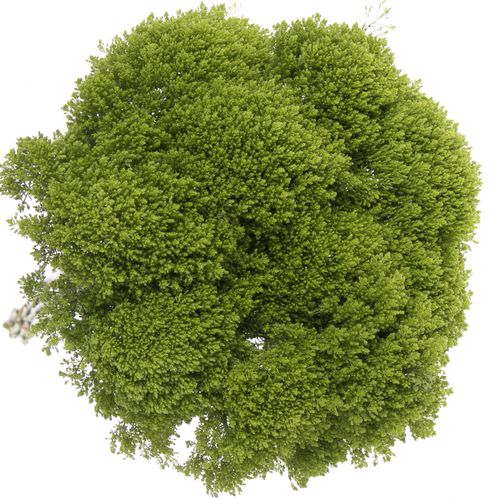 Tragelium grün Jade 60 cm
