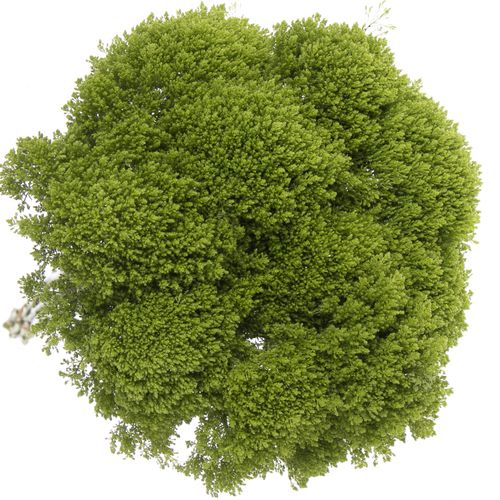 Tragelium grün Jade 60 cm