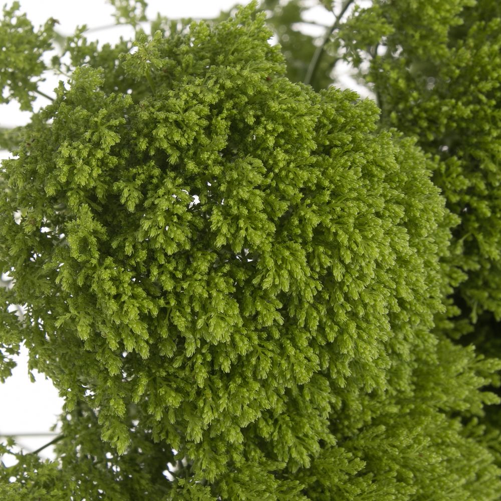 Tragelium grün Jade 60 cm
