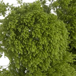 Tragelium grün Jade 60 cm