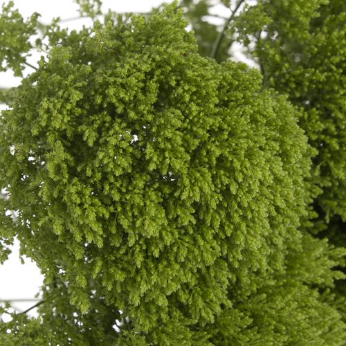 Tragelium grün Jade 60 cm