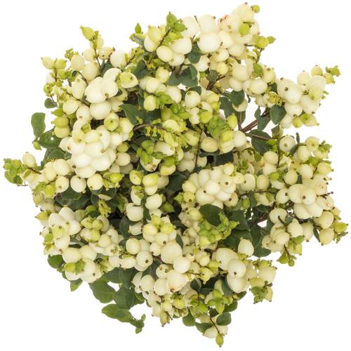 Schneebeere weiss Lemo Lime 80cm