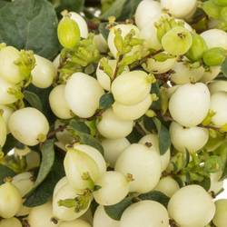 Schneebeere weiss Lemo Lime 80cm