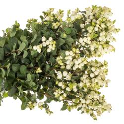 Schneebeere weiss Lemo Lime 80cm