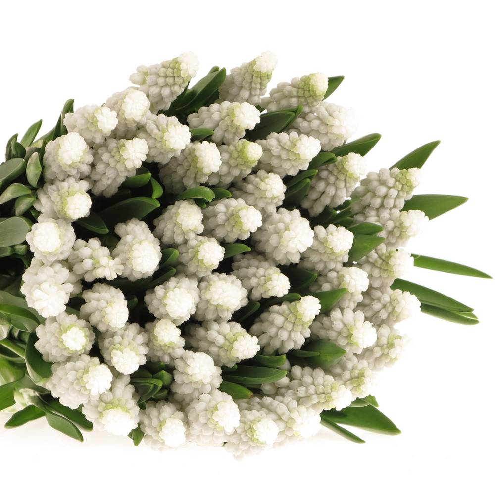 Muscarie weiss 28 cm