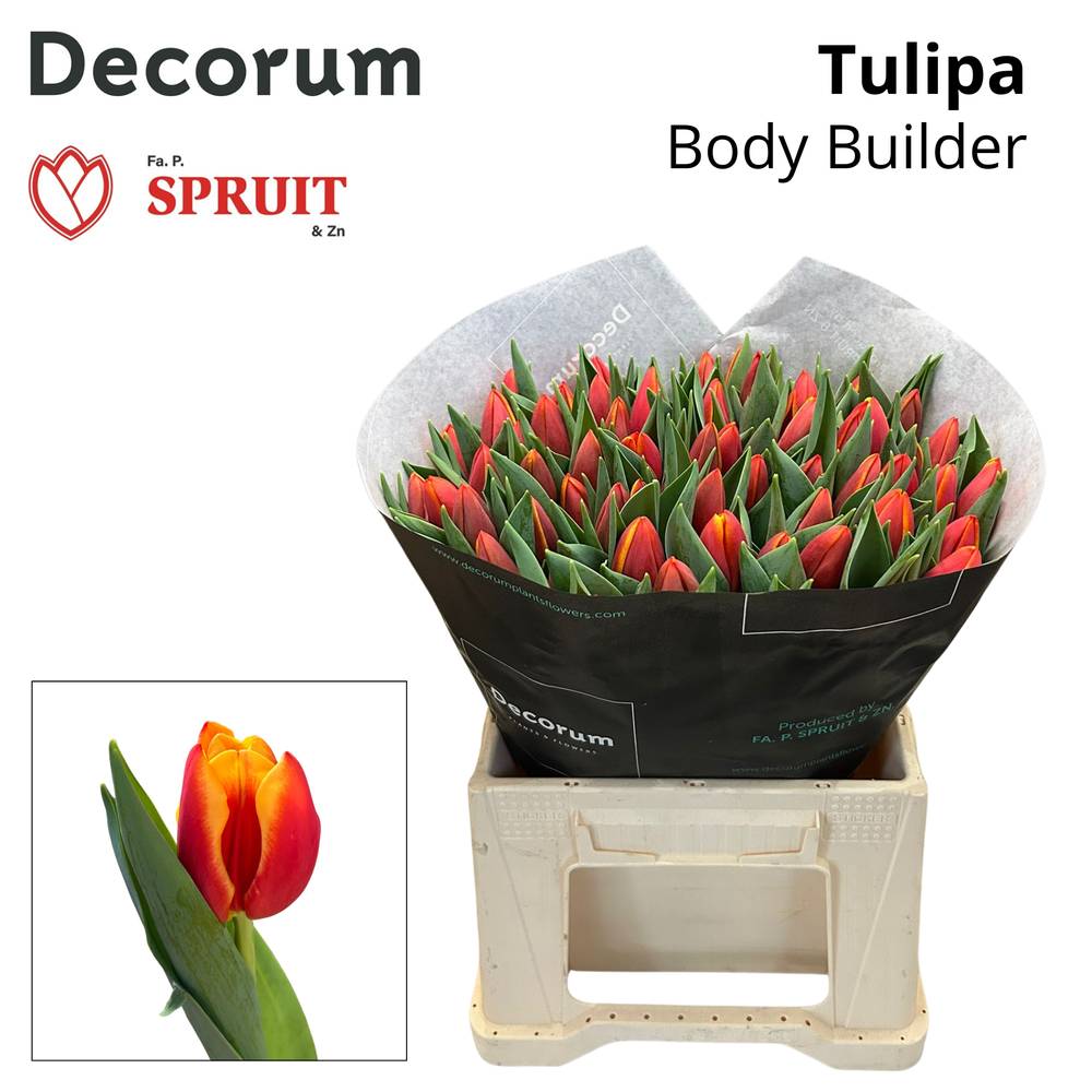 Tulpe dunkel orange/hell orange Body Builder 52Gramm