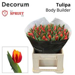 Tulpe dunkel orange/hell orange Body Builder 52Gramm