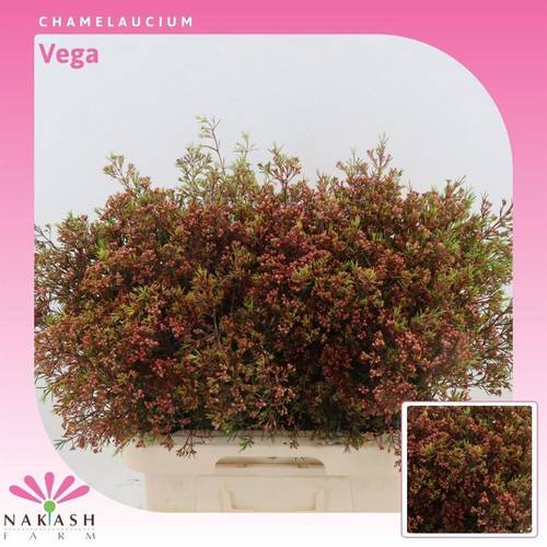 Wachsflower rot Bear Vega 75 Gramm70cm
