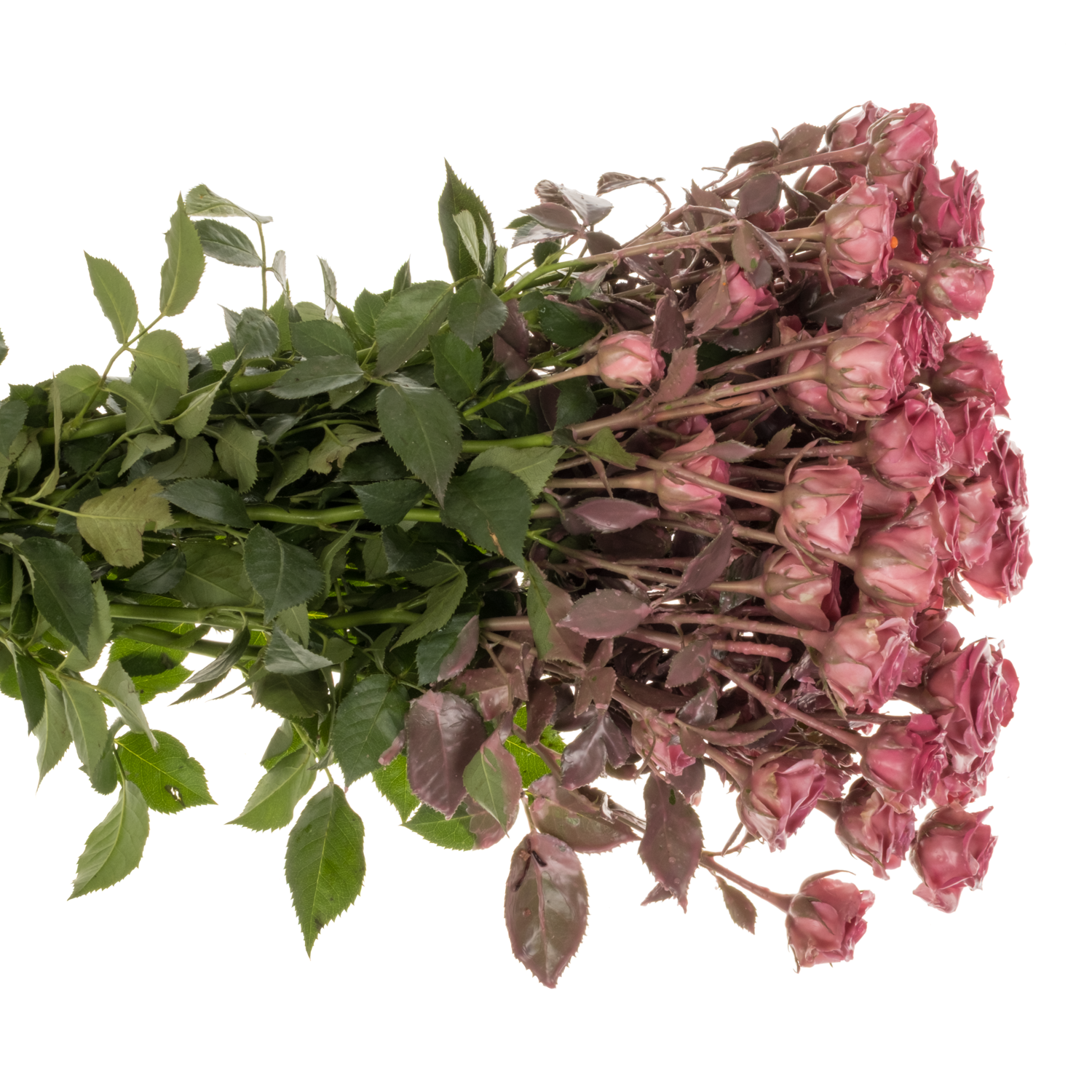 Rose verzweigt fuchsia Wachs classic fuchsia 60cm