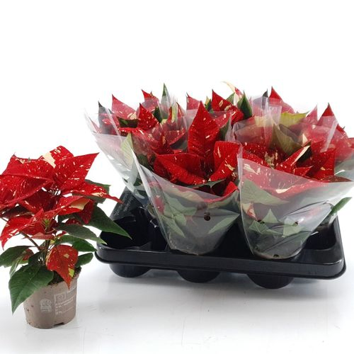 Poins.rot Glitzer Superba T09 H18