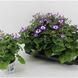 Senecio Senetti Violet Bicolor T15 H038