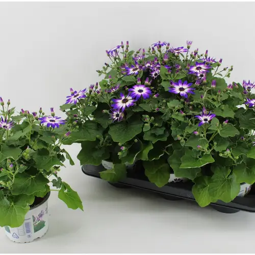 Senecio Senetti Violet Bicolor T15 H038
