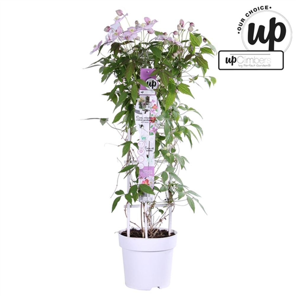Clematis Carnava T23 H75