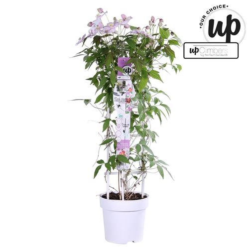 Clematis Carnava T23 H75